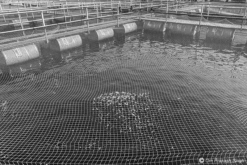 Top cover in a cage unit for protection against predators at the fish farm in the mining pit in Nandna village, Dumka district, Jharkhand